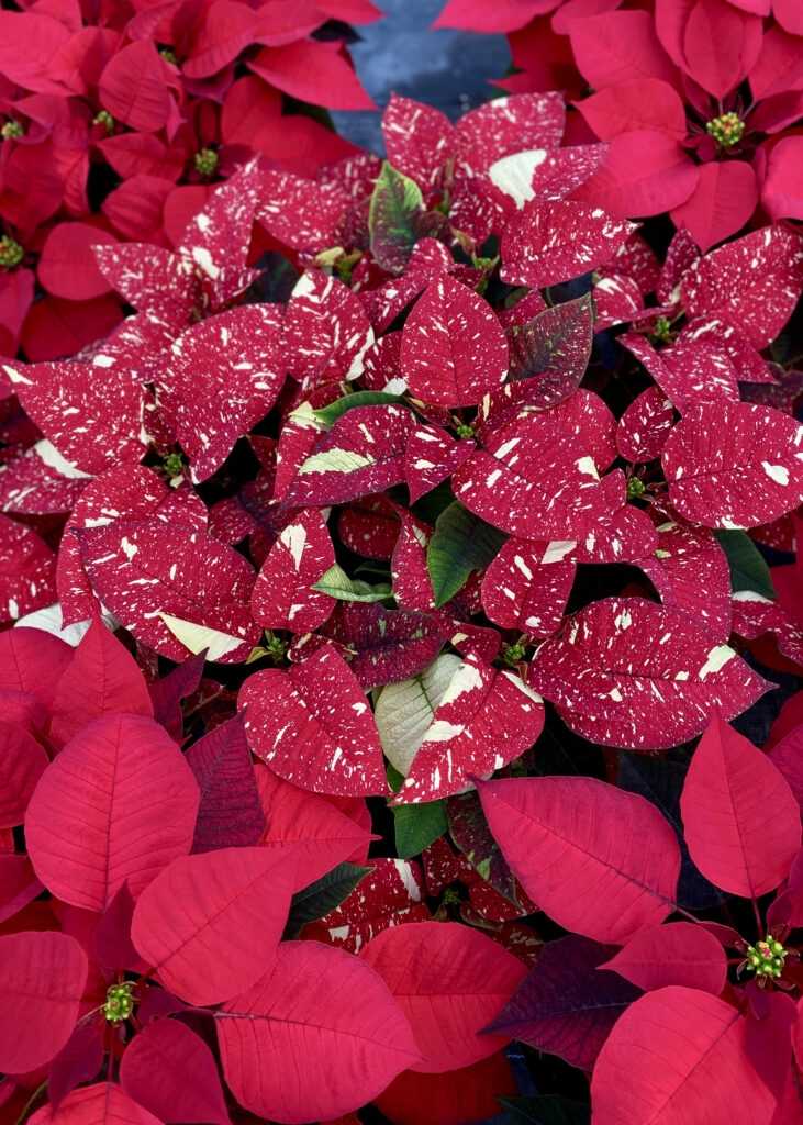 Speckled red poinsettias in a plant nursery