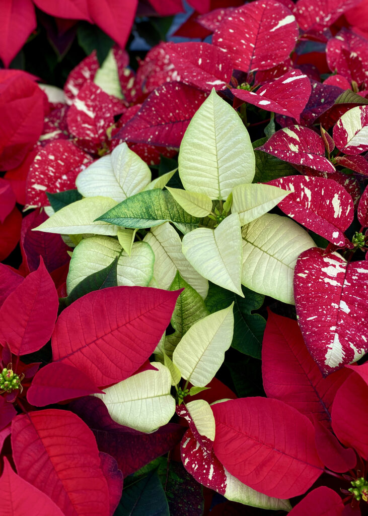 Red and white poinsettias in a plant nursery