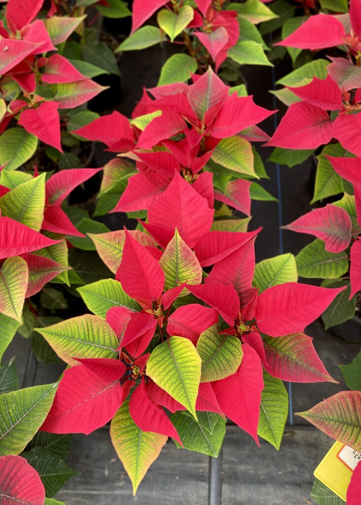 Red poinsettias with green bracts in a plant nursery