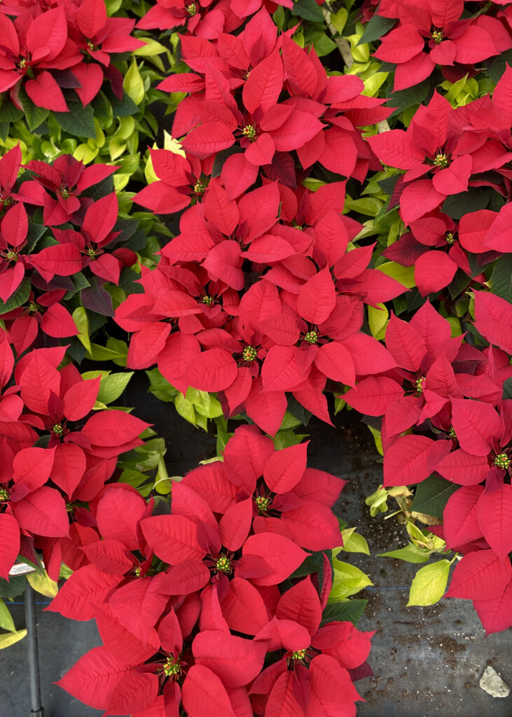Red poinsettias with golden pothos in a plant nursery