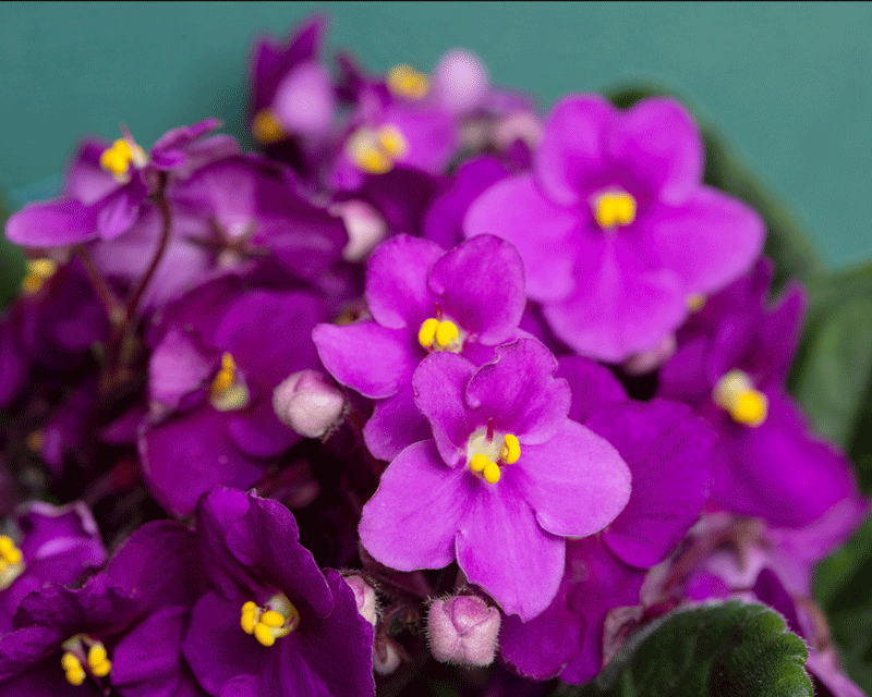 Purple African violet plant