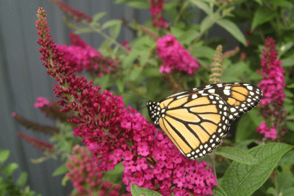 Butterfly on buddleia. Image provided by Buddleia Miss Molly by Proven Winners ColorChoice - Year of the Buddleia - National Garden Bureau