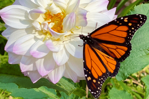 Monarch butterfly on white dahlia bloom