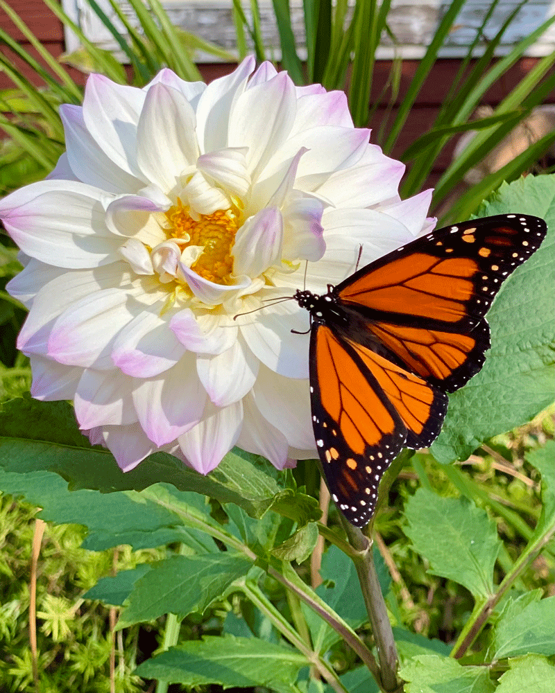 Monarch butterfly on white dahlia bloom