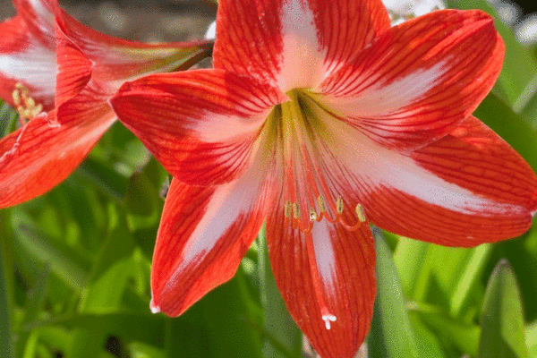 Red amaryllis in a garden
