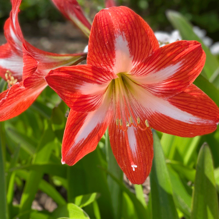 Red amaryllis in a garden