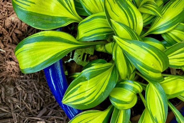 Hostas in a planter pot