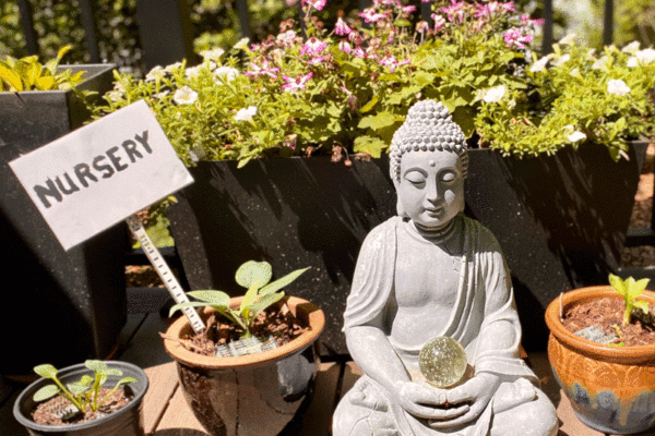 Buddha statue with nursery sign in plant container