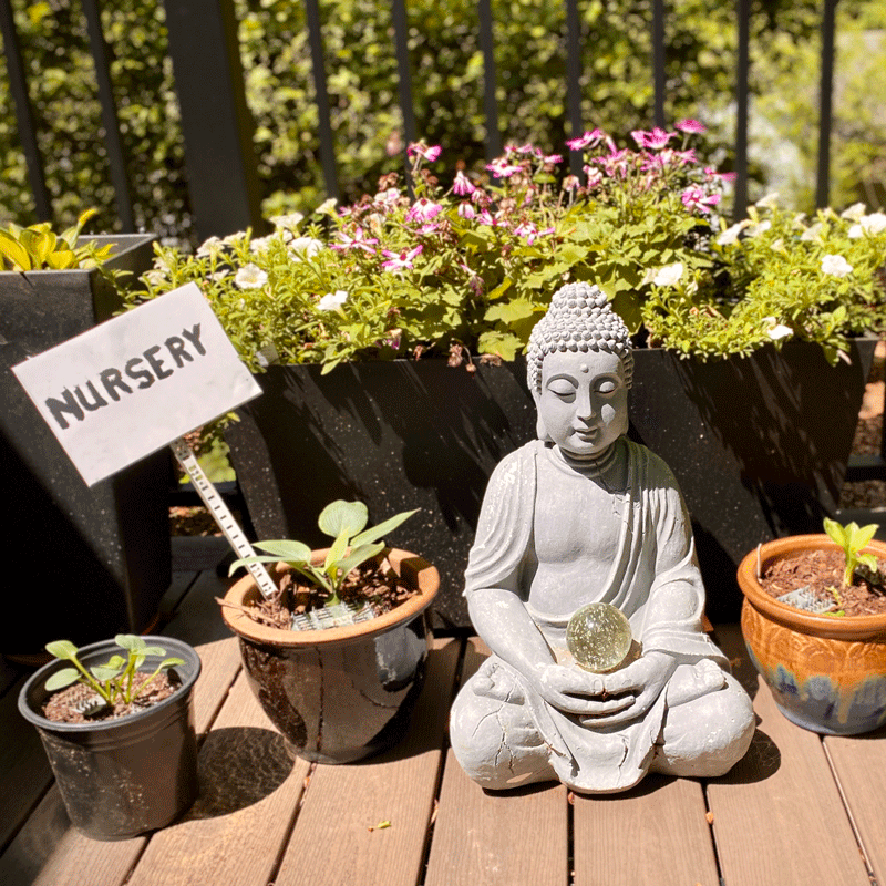 Buddha statue with nursery sign in plant container