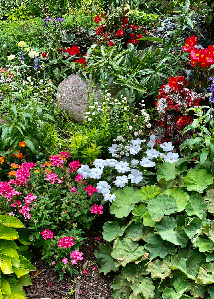 A summer garden filled with colorful plants