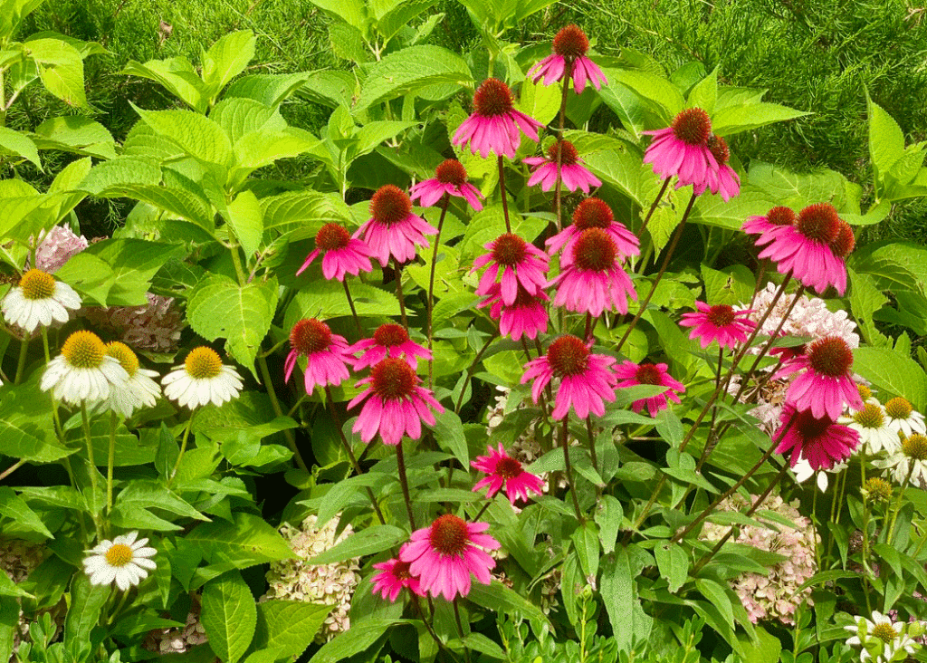 Pink and white coneflowers in a garden