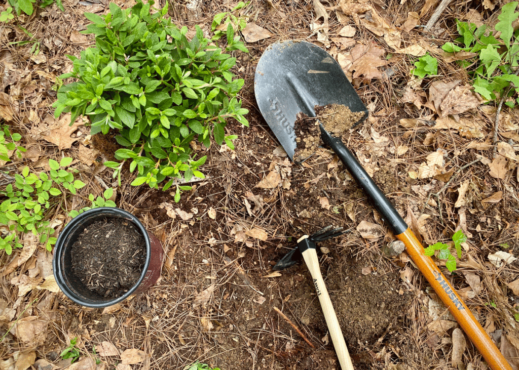 Tools for planting azaleas