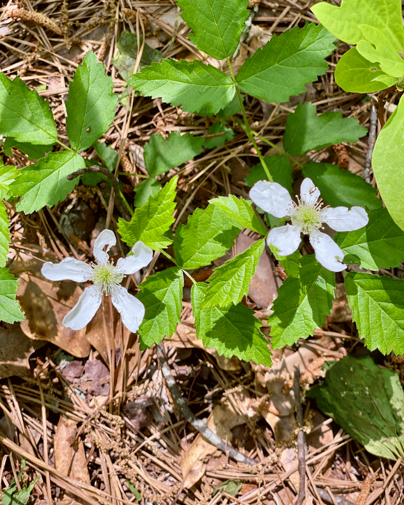 Blackberry blooms in early spring