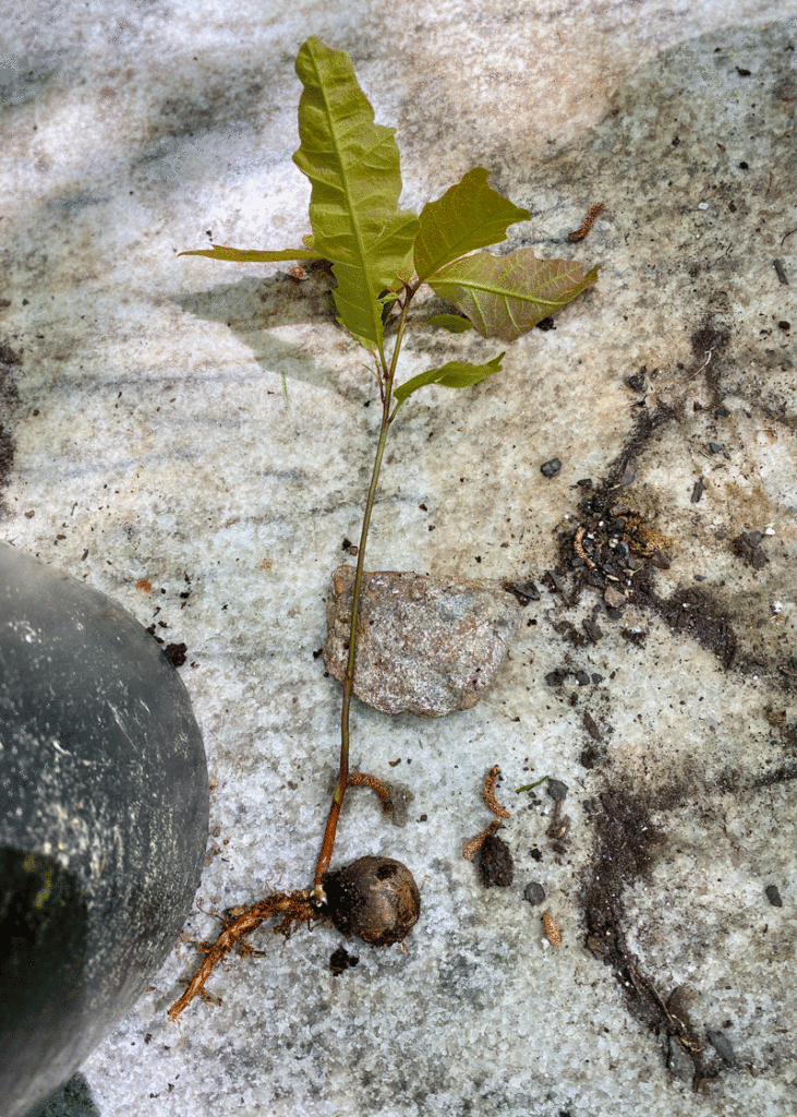 An oak seedling on a table