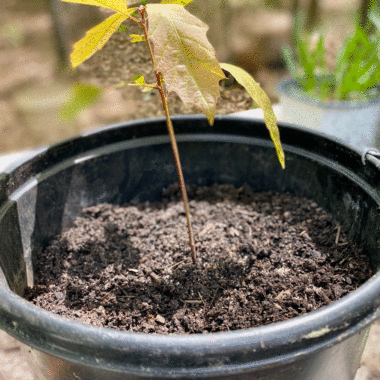 Oak seedling grown from an acorn in a container filled with garden soil