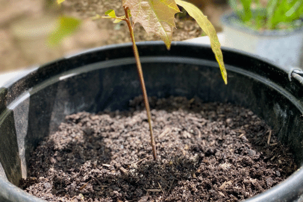 Oak seedling grown from an acorn in a container filled with garden soil