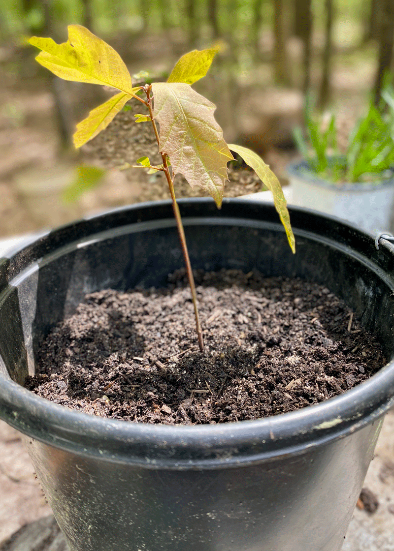 Oak seedling grown from an acorn in a container filled with garden soil