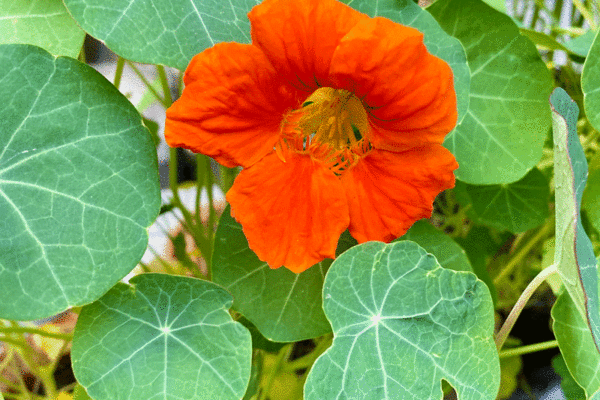 Nasturtium flowers in a garden