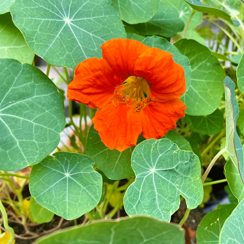 Nasturtium flowers in a garden