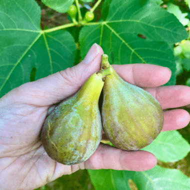 Fresh organic figs from a fig tree