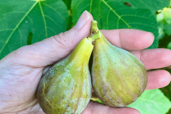 Fresh organic figs from a fig tree