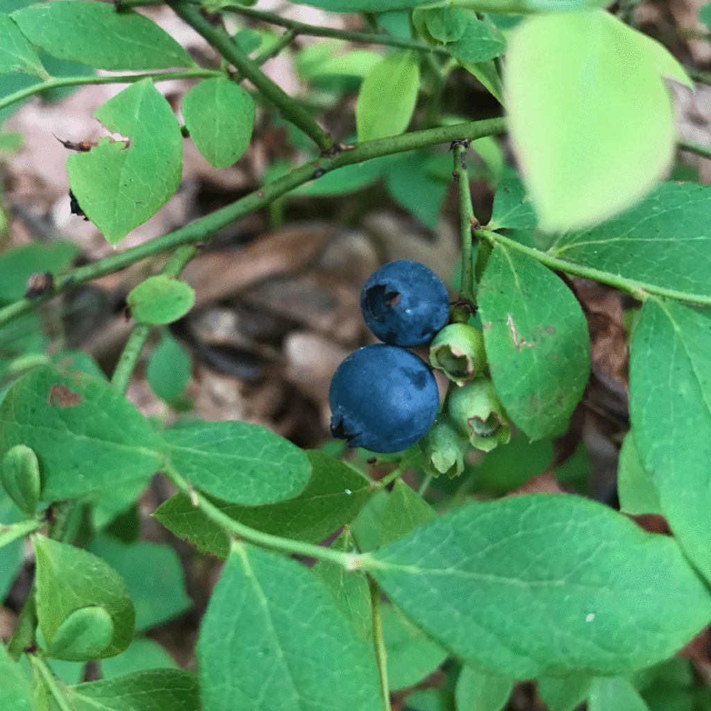 Blueberry shrubs in an organic fruit orchard