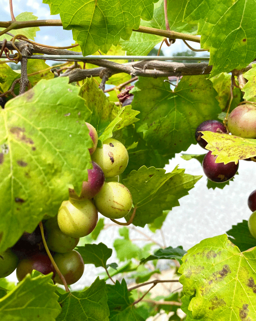 Muscadines in an organic fruit orchard