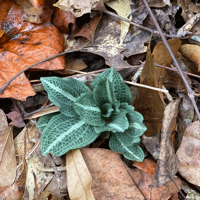 Rattlesnake plantain in the woods