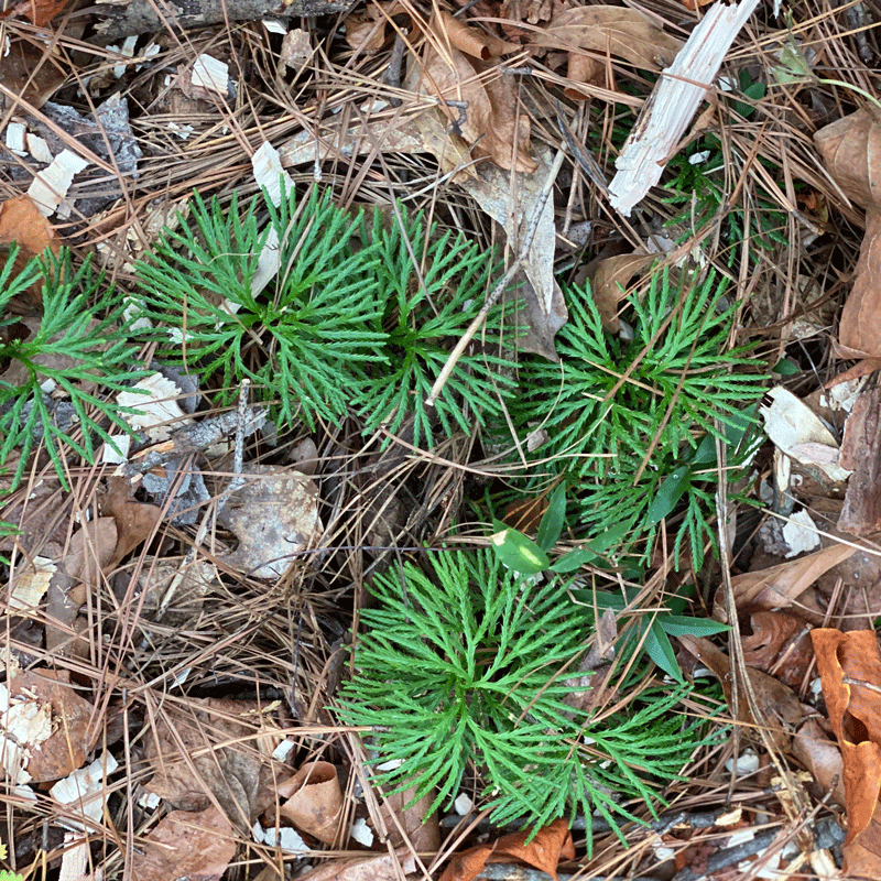 Running cedar in the woods