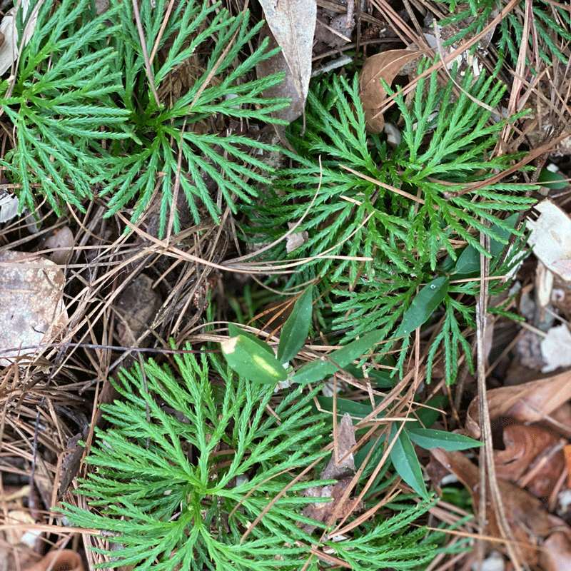 Running cedar in the woods