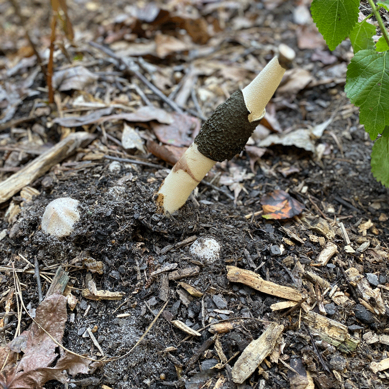 Stinkhorn mushroom in decomposing wood mulch