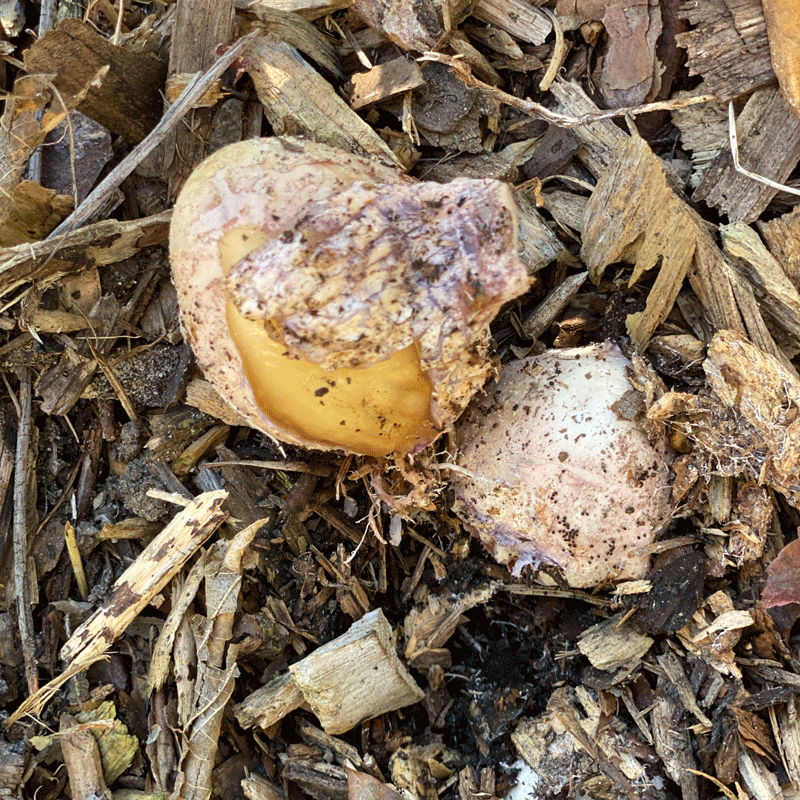 Stinkhorn fungi "egg" in my Georgia mulch pile