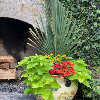 Planter with sweet potato vine and orange flowers by a fireplace