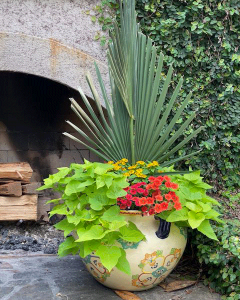 Planter with sweet potato vine and orange flowers by a fireplace