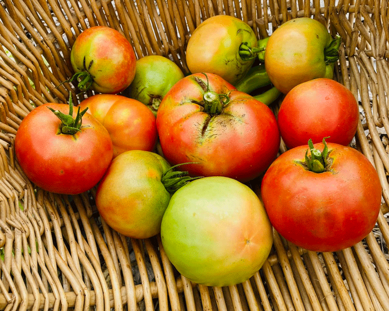 Basket of home grown tomatoes in summer