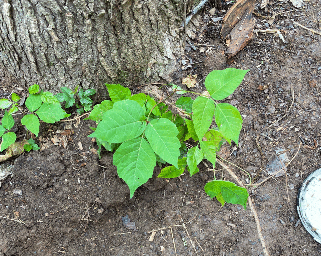 Poison ivy growing at the base of a tree