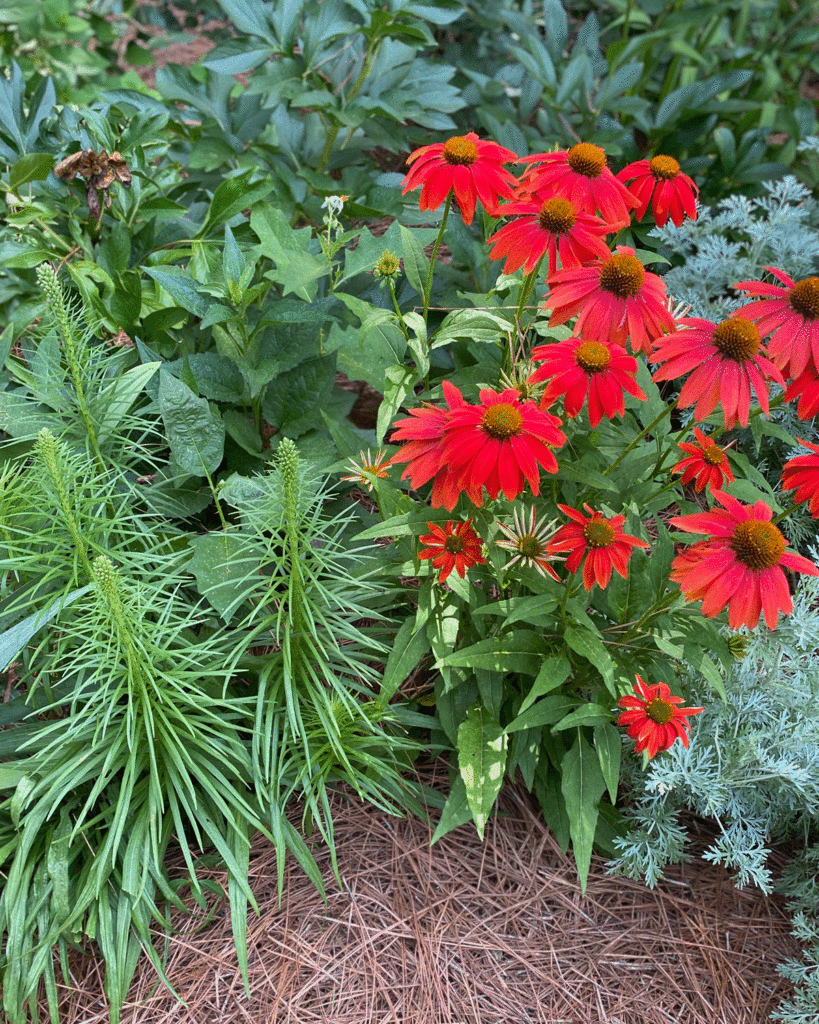 Echinacea in a summer garden