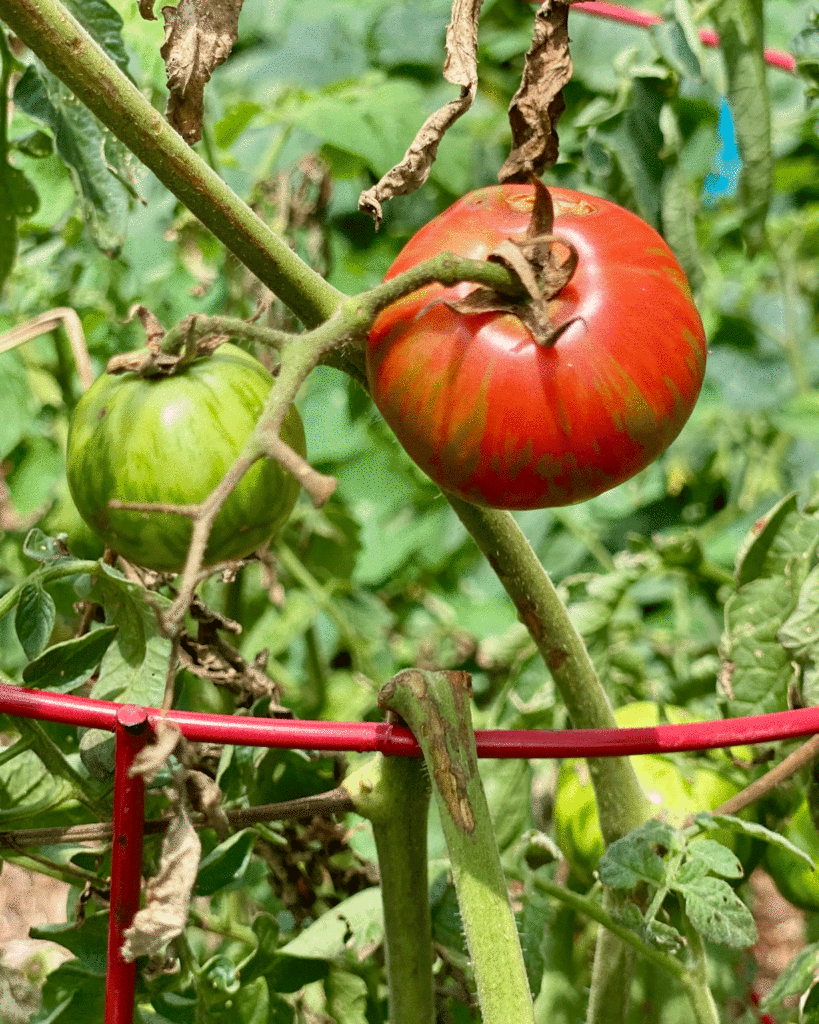 Tomatoes on the vine in a garden