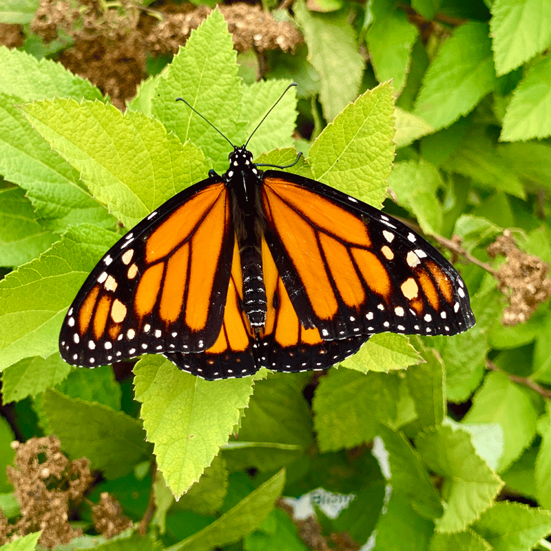 A Monarch butterfly in a summer garden