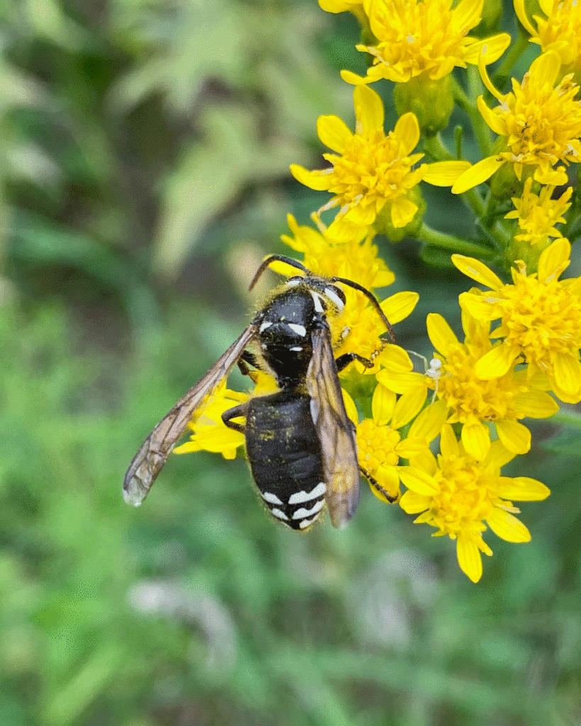 Bald-faced hornet on goldenrod in a summer garden