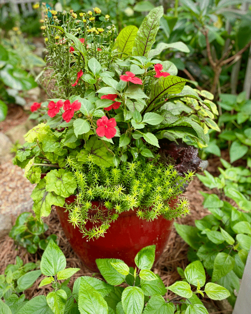 Container planter with impatiens and sorrel in a spring garden