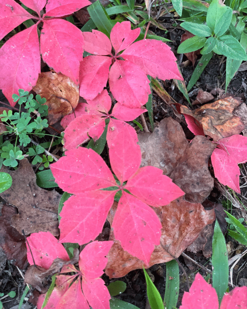 Red Virginia creeper in autumn