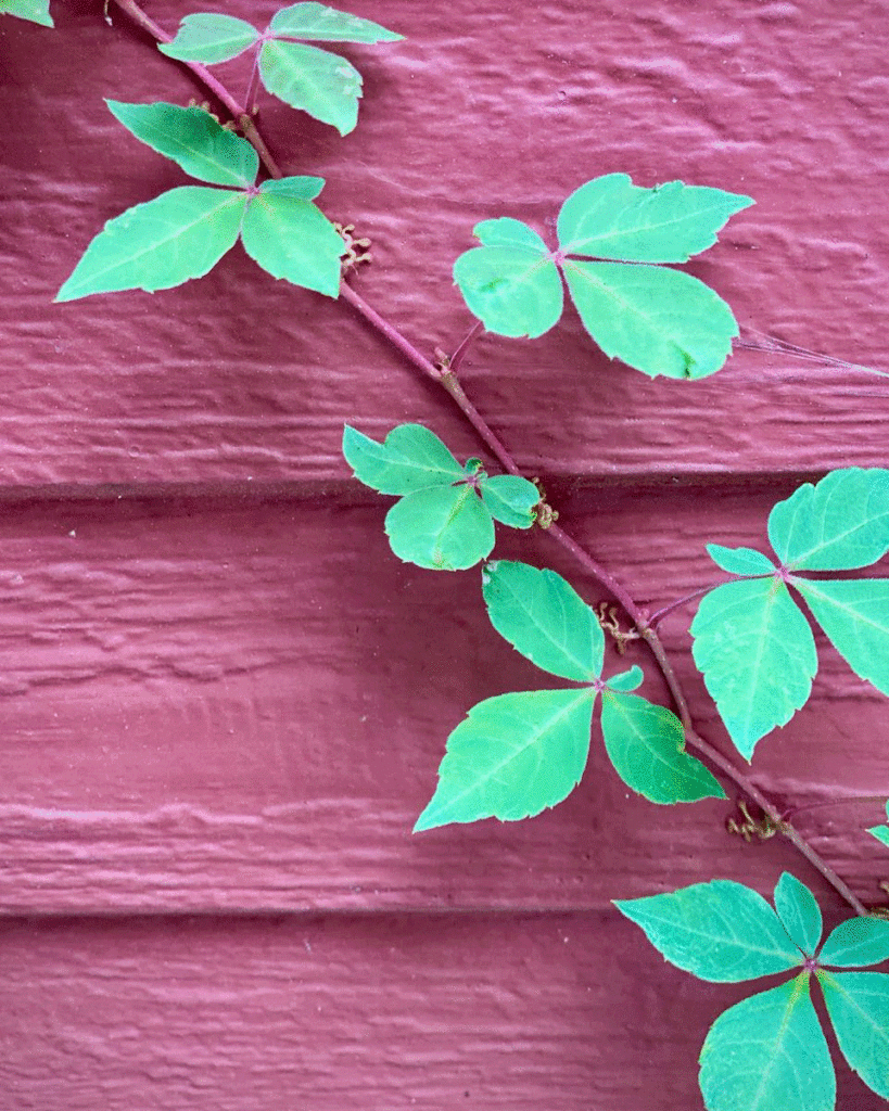 Virginia creeper growing on a red house