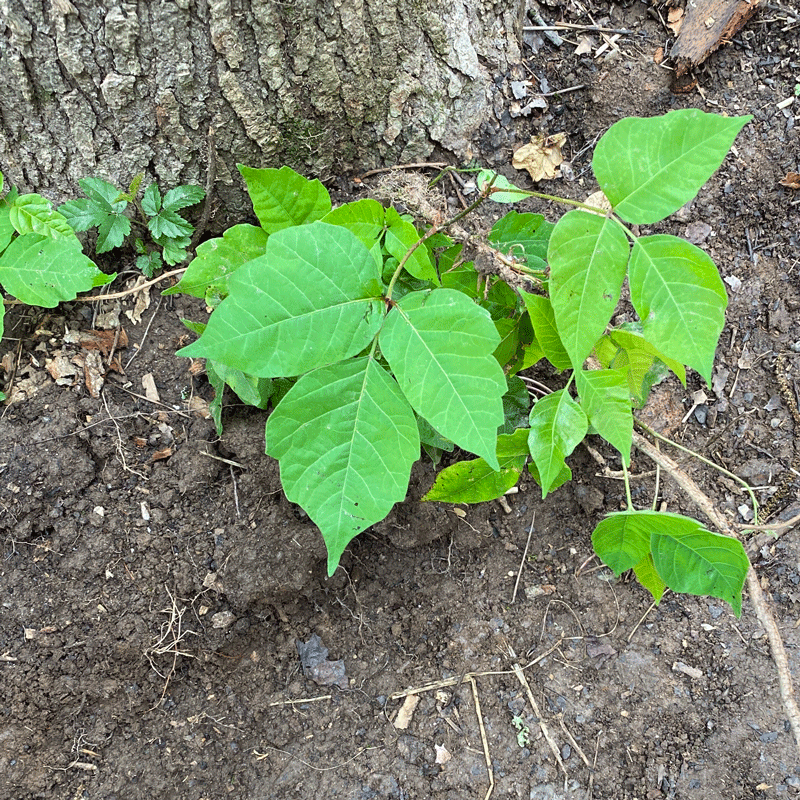 Poison ivy growing around the base of a tree