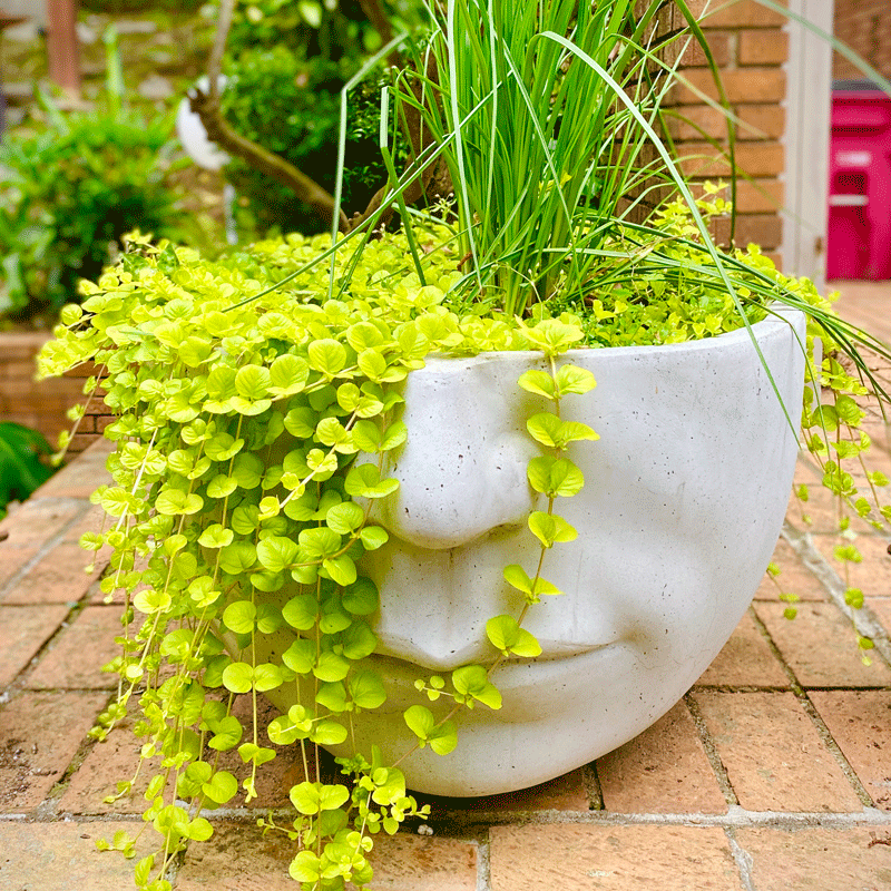 Face planter with greenery spilling over the left side and grass in the middle