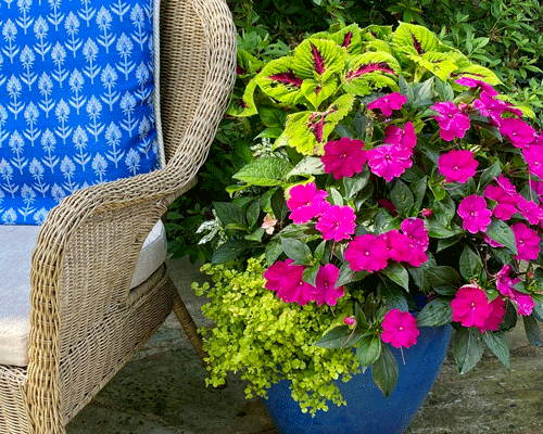 Pink and green flowers in a planter next to a chair in summer