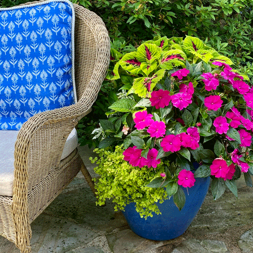 Pink and green flowers in a planter next to a chair in summer