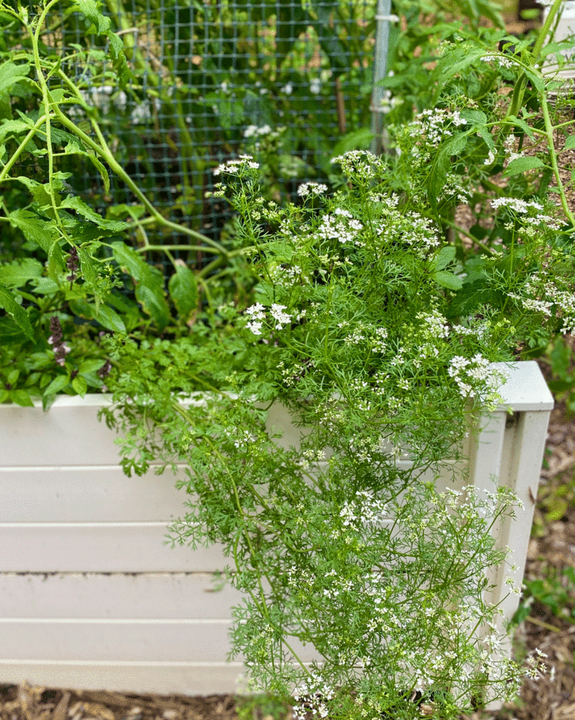 Cilantro plant in flower