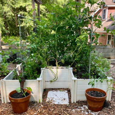 Keyhole garden with tomato vines