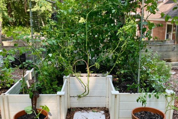 Keyhole garden with tomato vines